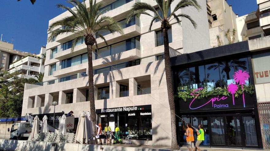 El ayuntamiento de Palma evalúa hasta 37 ejemplares de palmeras de la avenida Gabriel Roca