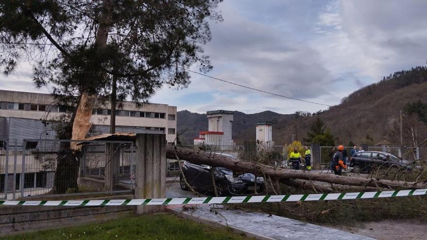 Un coche aplastado en el hospital Valle del Nalón al caerle encima un árbol derribado por el fuerte viento