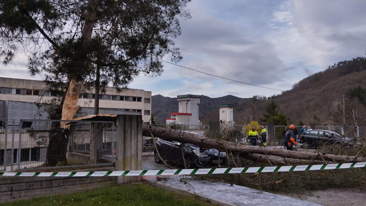 El árbol que cayó sobre un vehículo en el aparcamiento del hospital Valle del Nalón en Riaño.