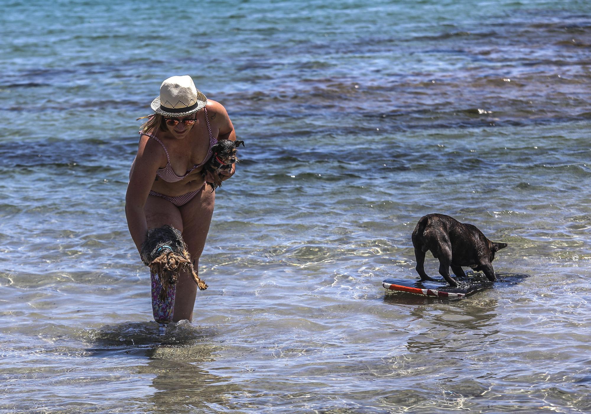 Cala dels gossets de Santa Pola: una playa con instinto animal