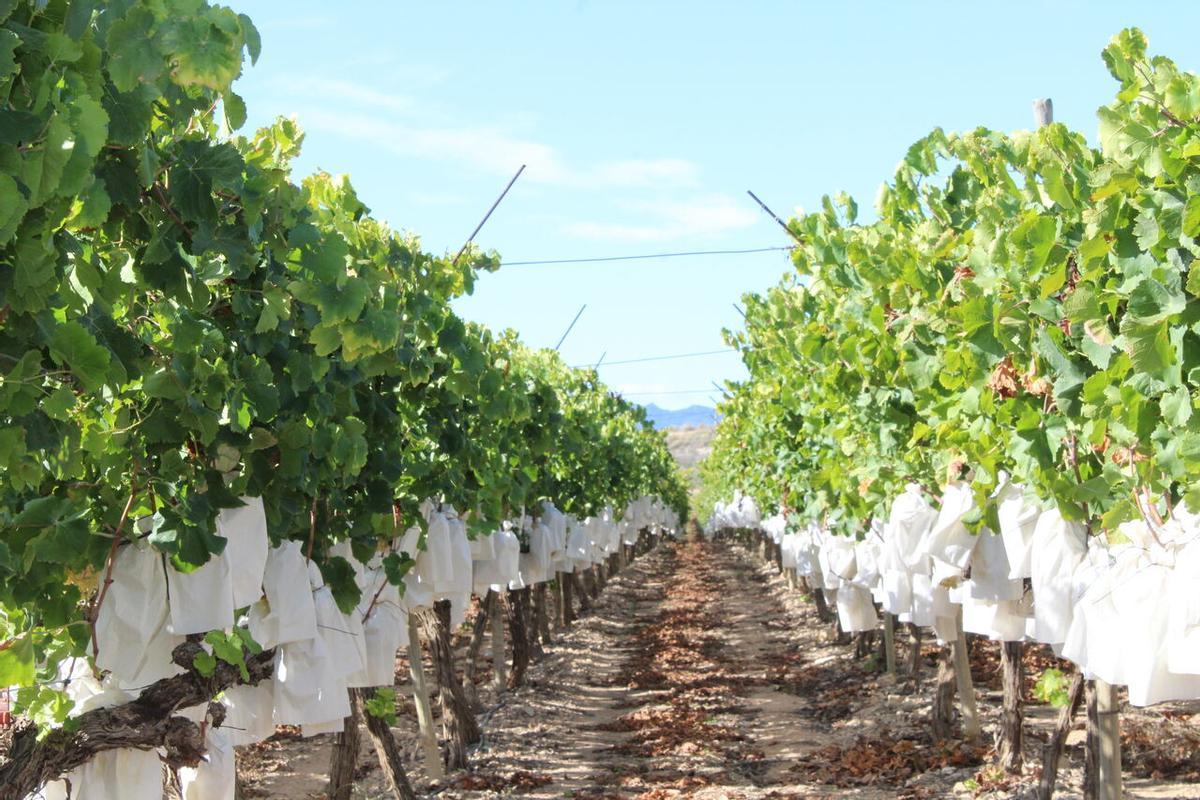 Plantación de uva de mesa.