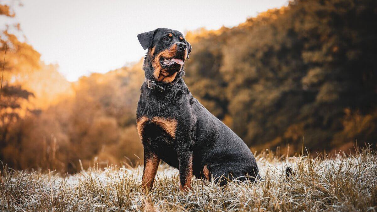 Imagen de un rottweiler como el que apareció muerto en una casa de El Sobradillo.