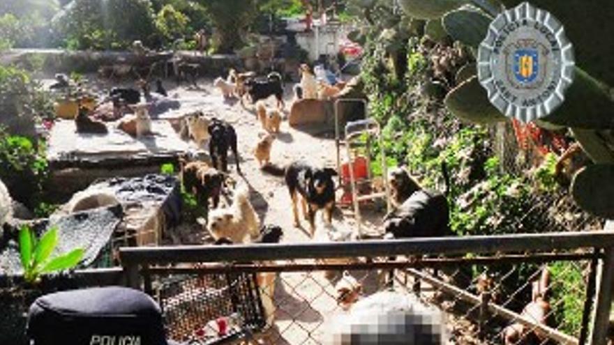 Denunciada una vecina de Ibiza que tenía 70 perros y 30 gatos en su casa