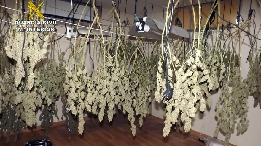 Desmantelan un grupo dedicado al cultivo de marihuana en La Unión