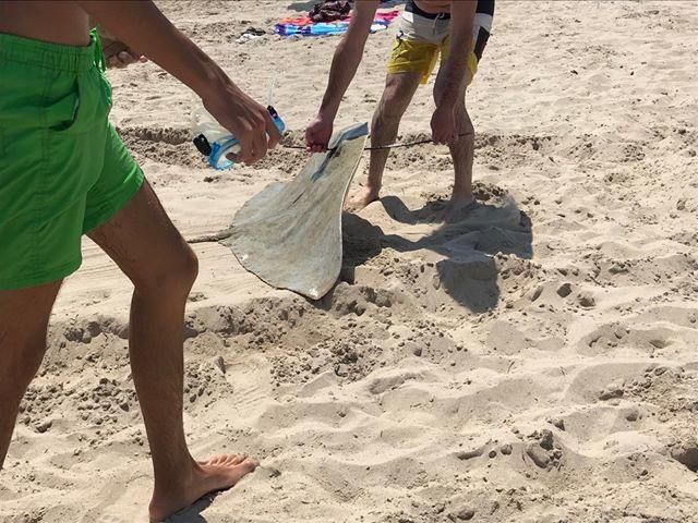 Manta raya arponeada en la playa Muchavista