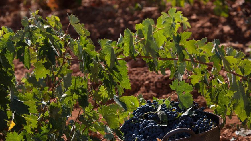 Pagos del Rey Museo del Vino hace de la vendimia una experiencia para disfrutar en familia