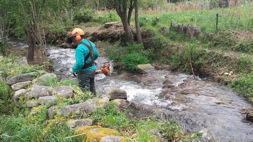 Un operario de Augas de Galicia trabaja en el río de A Freixa. // G.N.