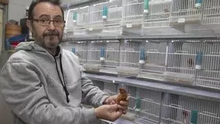 «Crío pájaros desde pequeño, pero vivir de esto es imposible»