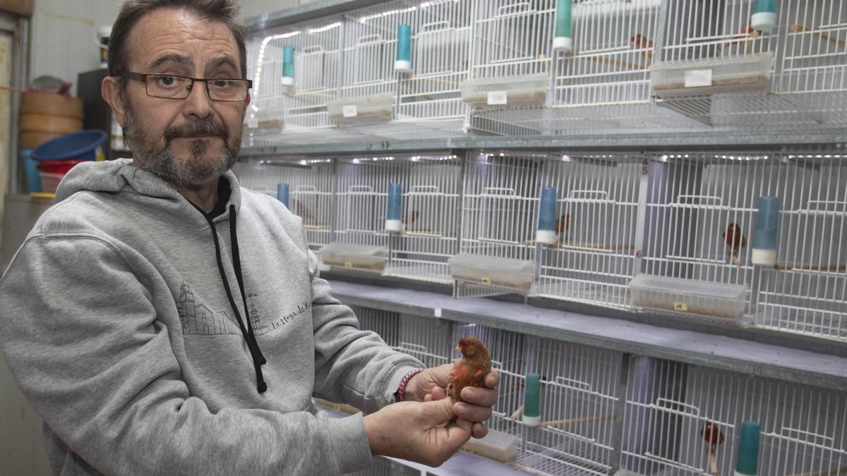 Jose Luis Tomás, canaricultor de la Llosa de Ranes que ganó siete medallas en el campeonato de España de Ornitología.