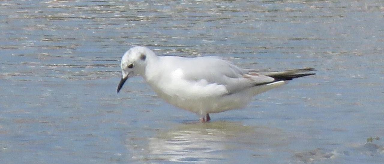 La gaviota de Bonaparte que cruzó el Atlántico para llegar a O Grove.