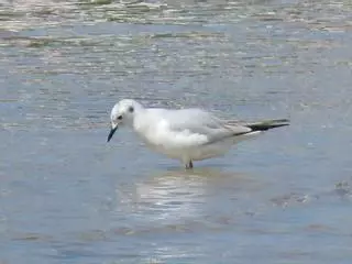 Localizan en O Grove una gaviota que cría en Canadá y Alaska