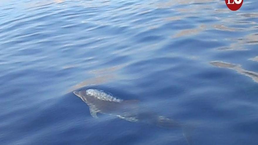 Los delfines se divierten con un grupo de buceadores en aguas de Cartagena
