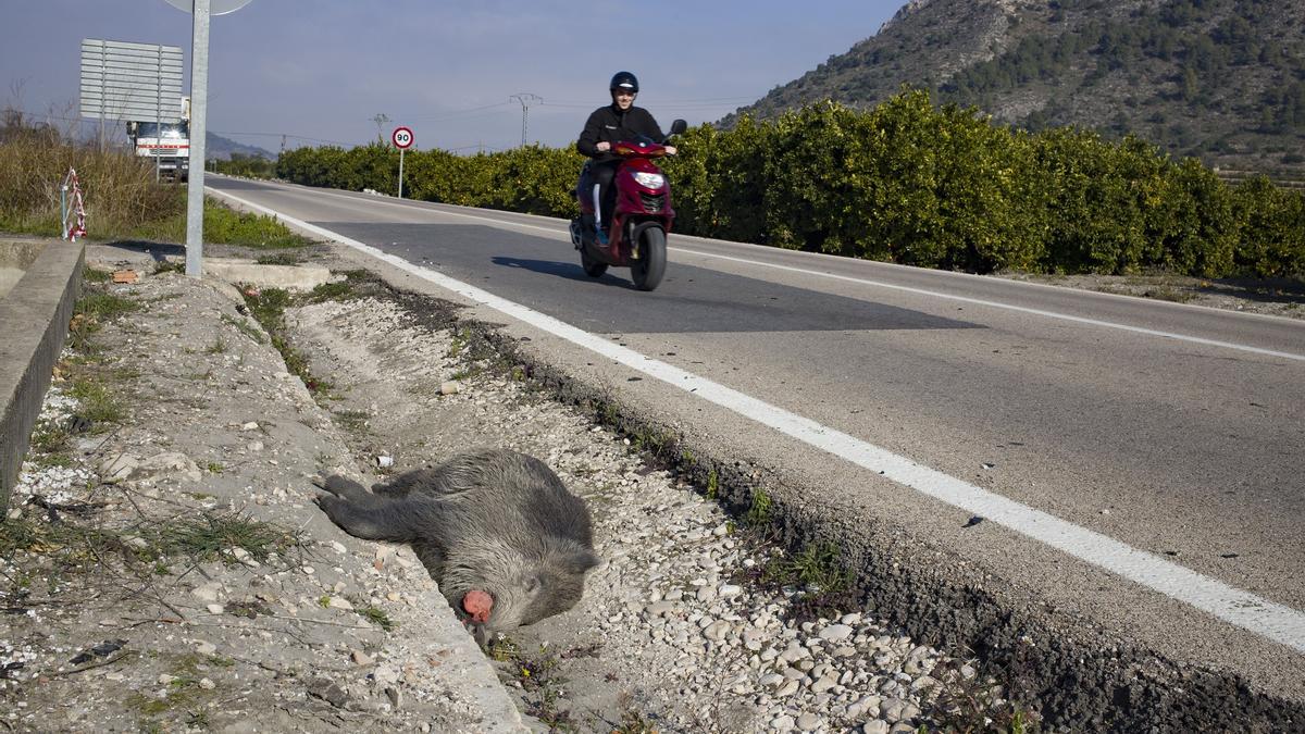 Un jabalí atropellado en una carretera de Xàtiva.
