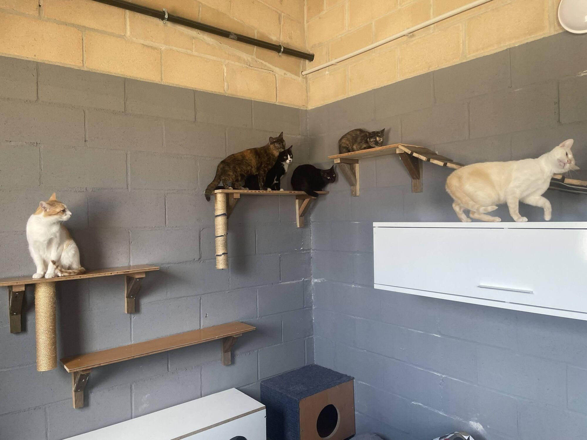 Visita a las instalaciones del nuevo Centro de Protección Animal