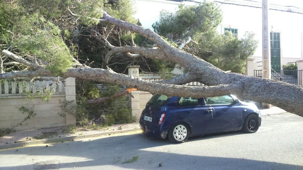 Un gran árbol se cae por el viento en Portocolom