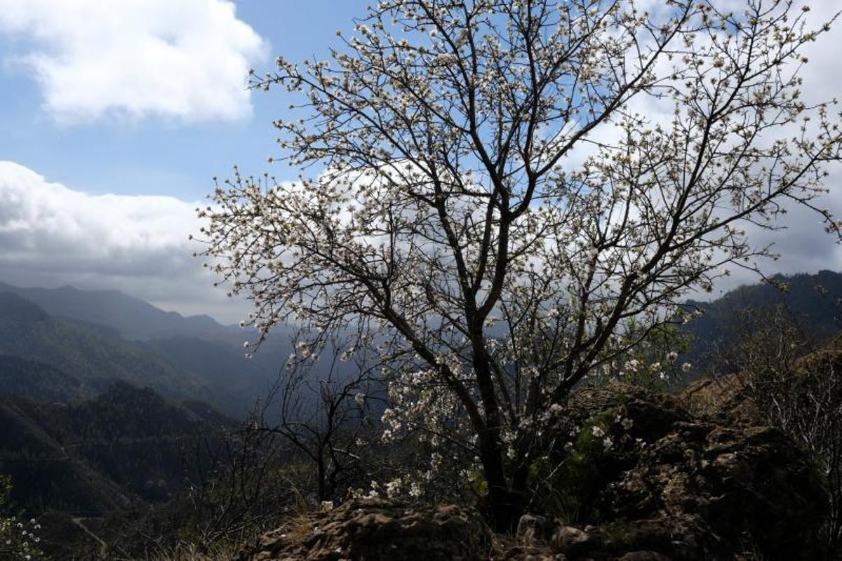 Almendros en flor