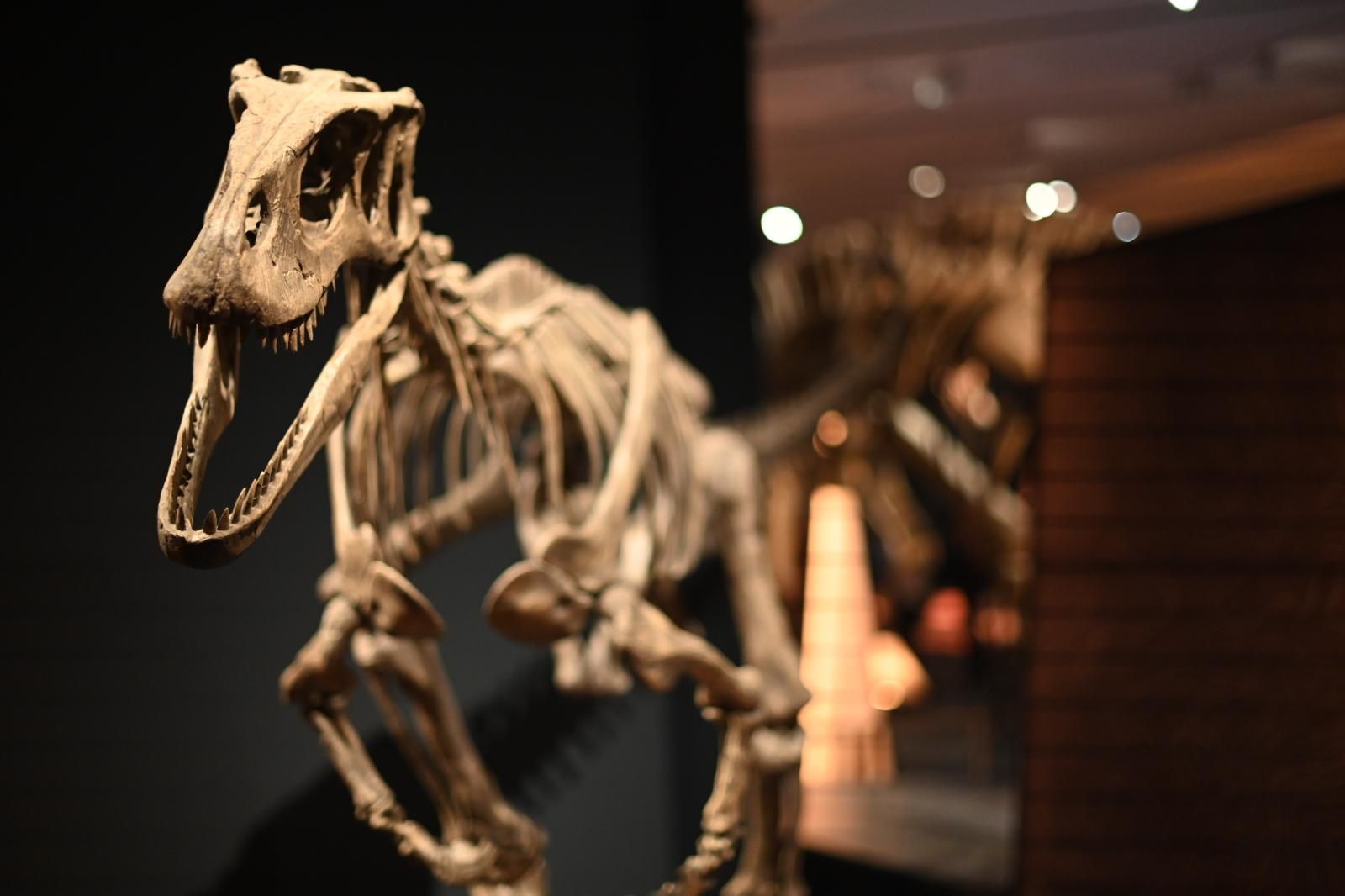 En imágenes | El dinosaurio más grande conocido conquista el Caixaforum de Zaragoza