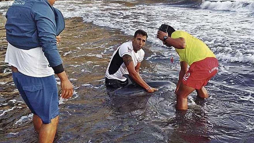 Un socorrista y un hombre atienden a un delfín enfermo en Cala Major.