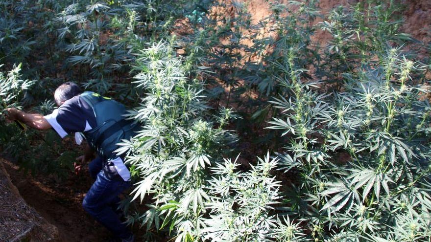 Desmantelada una plantación de marihuana en Mequinenza