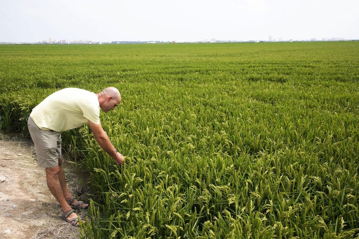 Valencia. Arrocero Jose Pascual Fortea en sus campos de la partida de Sueca. AGRCULTURA . ARROZALES . CAMPO DE ARROZ . AGRICULTOR . JOSÉ PASCUAL FORTEA