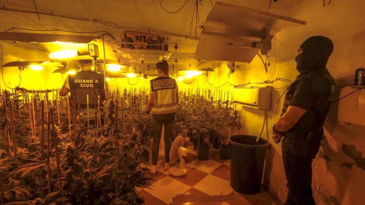 Plantación de marihuana en una de las viviendas. | B.RAMON