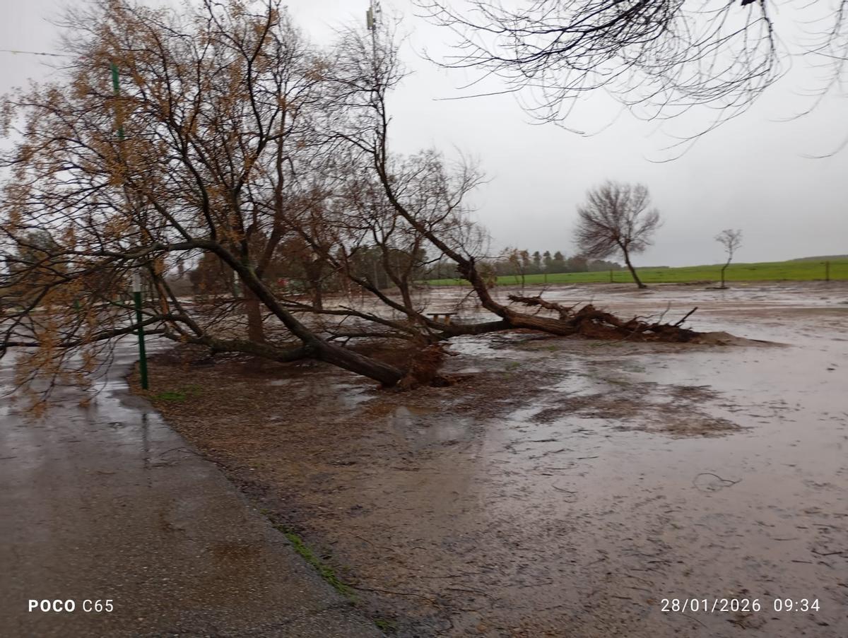 Árbol arrancado por el agua en Fuente Palmera.