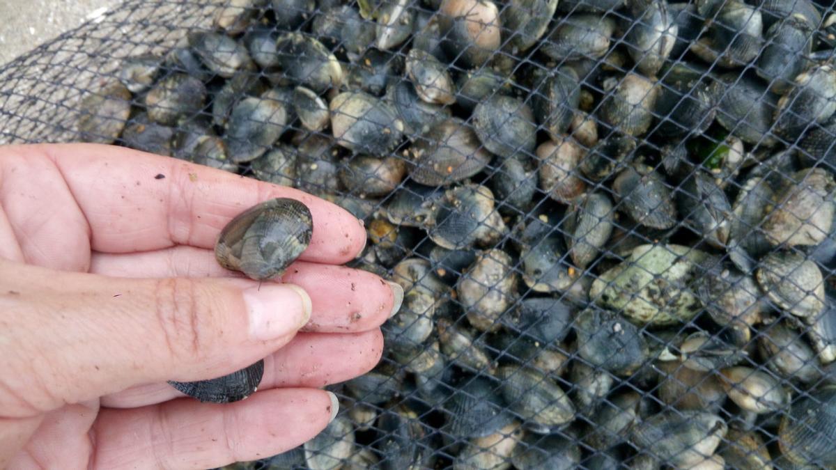 Cría de almeja aprehendida en Cabo da Cruz a unos furtivos