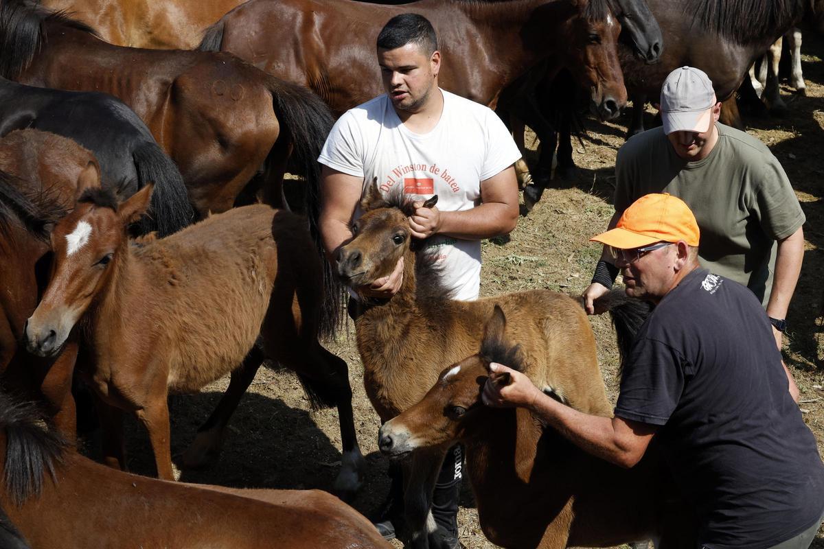 El curro de Mougás reúne a 550 caballos