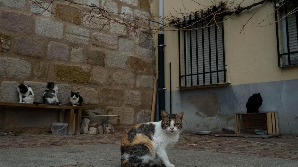 Colonia de gatos en Zamora.