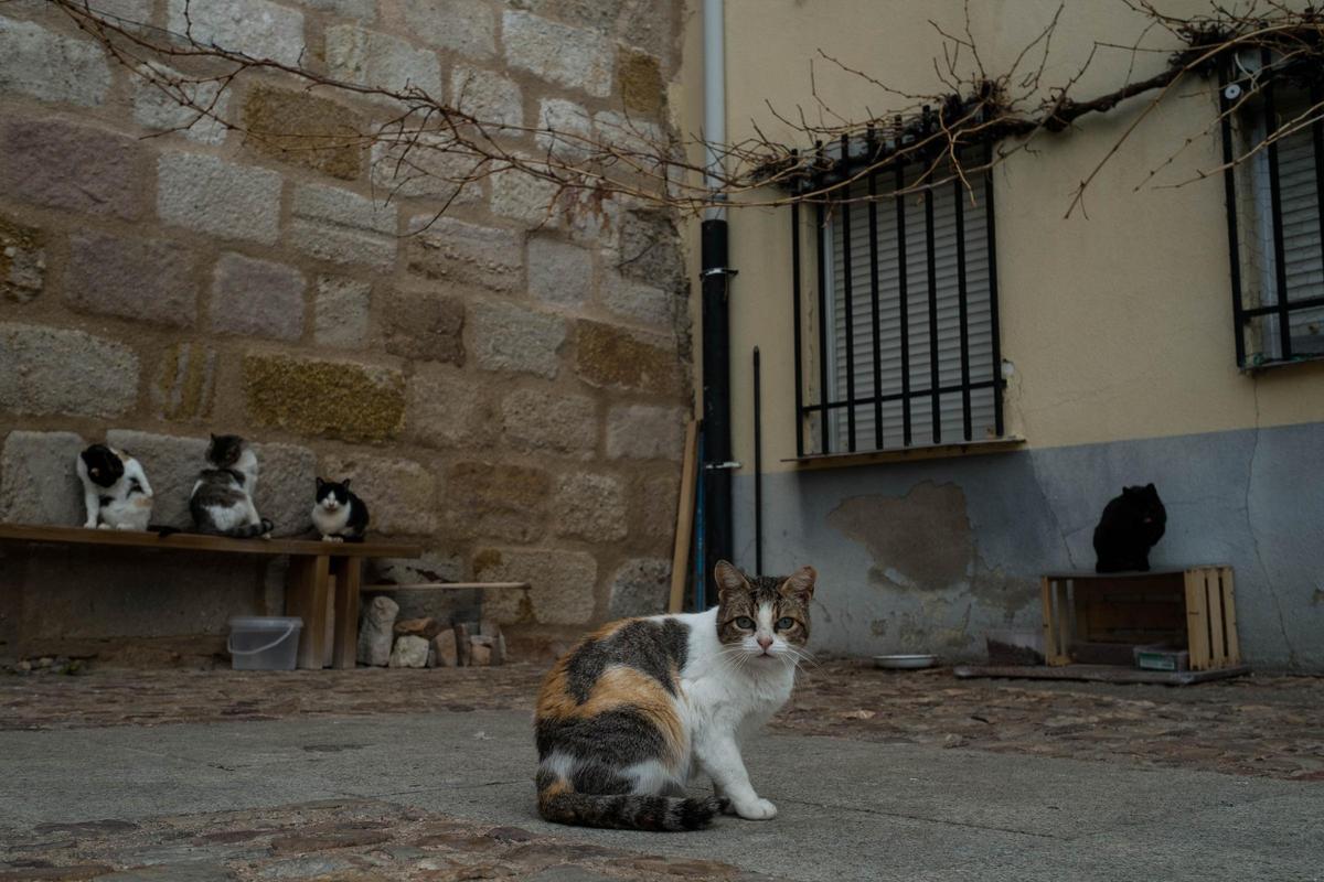 Colonia de gatos en Zamora.