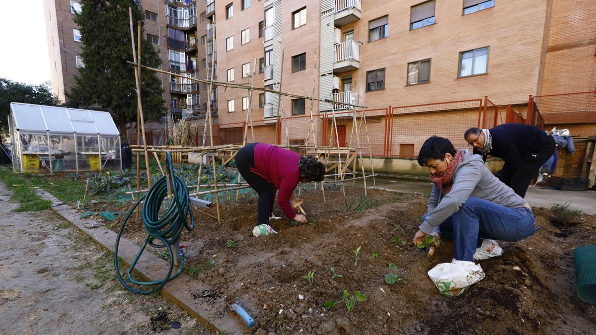 Elvira, Eva y Guillermo sembrando unas plantas en la tierra. El huerto lleva desde 2019 funcionando.