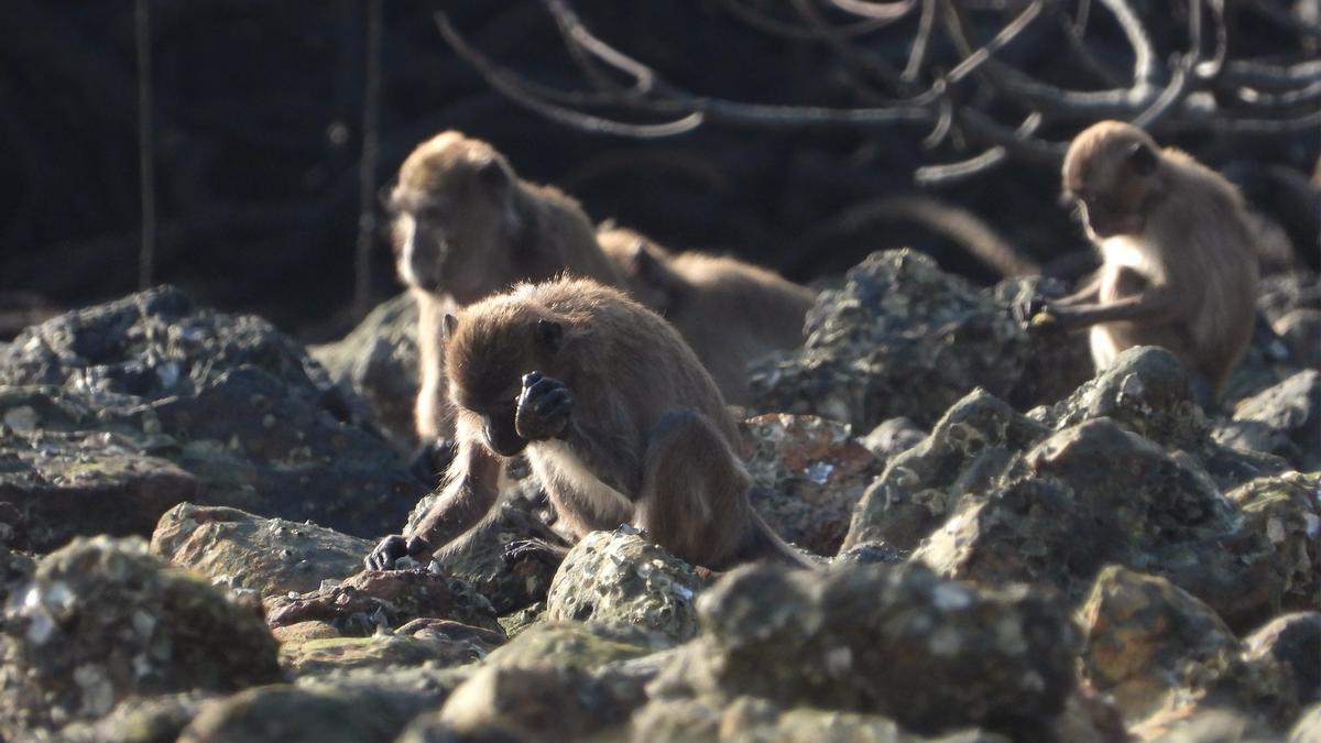 macacos con piedras 222 newsimage375793