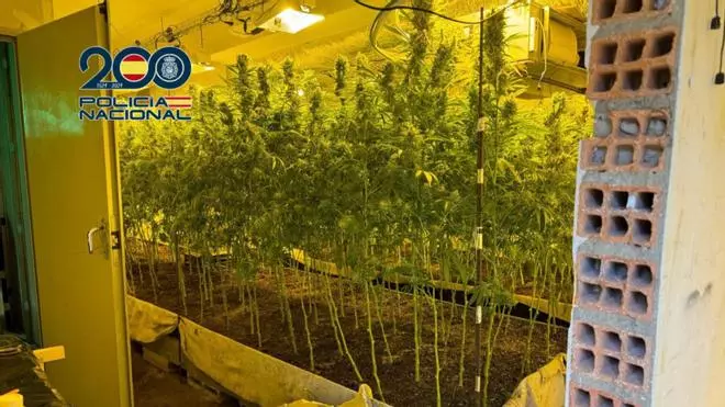 Desmantelada una plantación de marihuana 'indoor' en Miralbueno