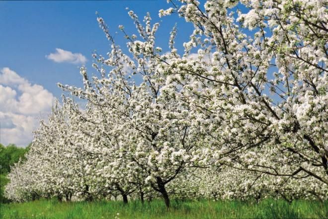 Manzanos en flor