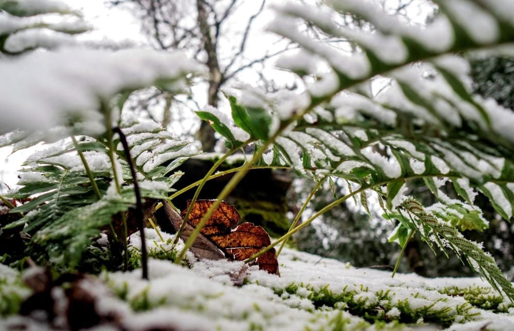 Tiempo en Galicia | Llegan las primeras nevadas a Galicia