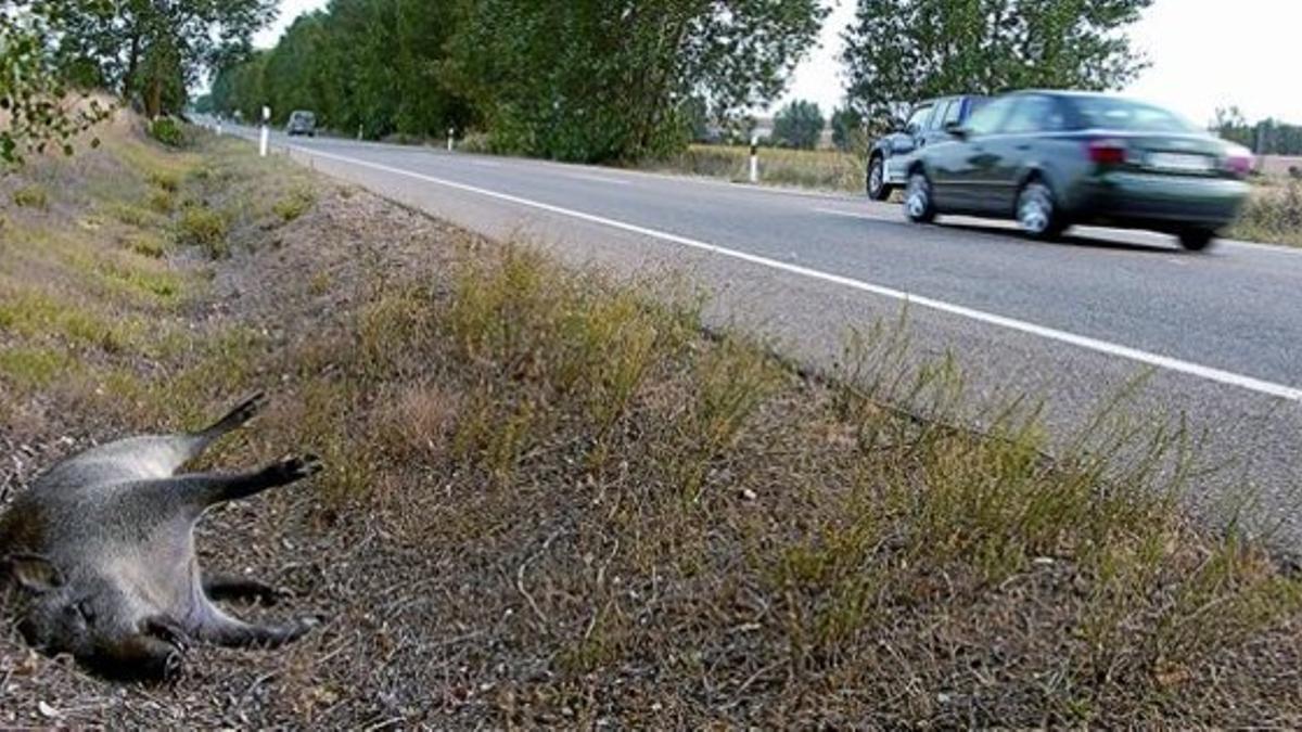 Jabalí muerto junto al arcén de la carretera CL-615, entre Palencia y Carrión de los Condes, el verano pasado.