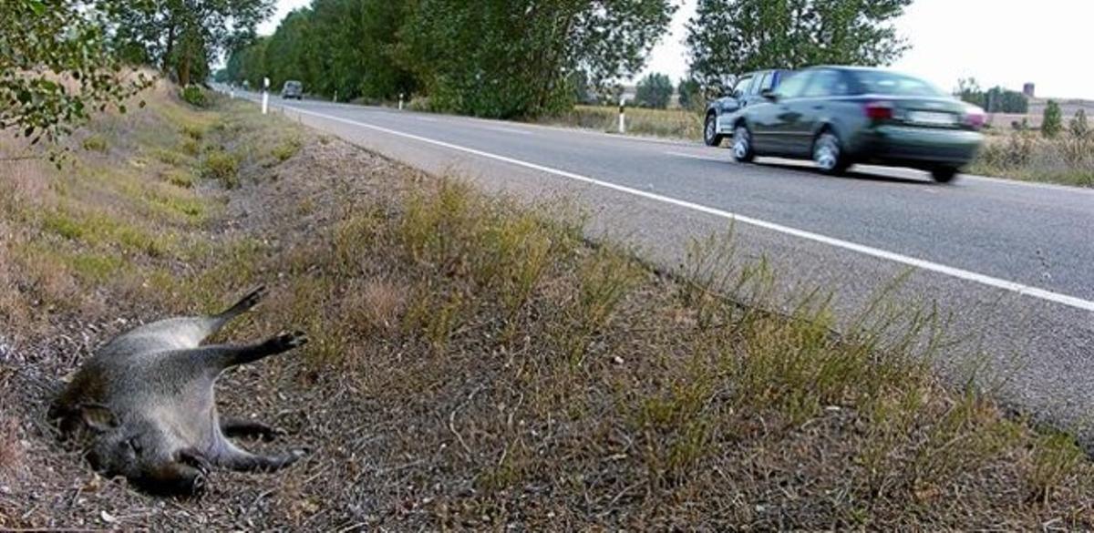Senglar mort al voral de la carretera CL-615, entre Palència i Carrión de los Condes, l’estiu passat. Senglar mort al voral de la carretera CL-615, entre Palència i Carrión de los Condes, l’estiu passat.