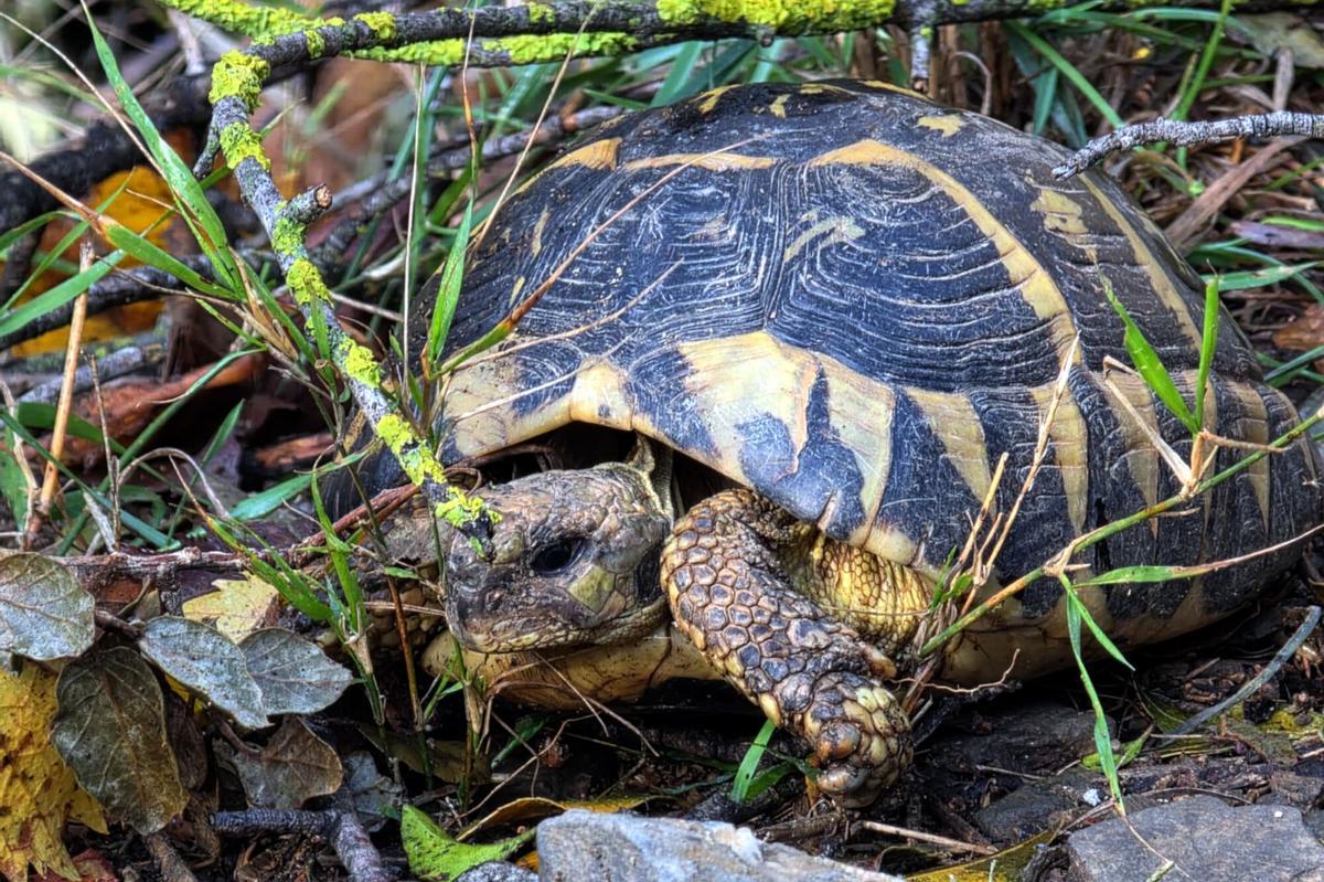 Un dels exemplars de tortuga mediterrània del Centre de Reproducció de Tortugues de l’Albera Un dels exemplars de tortuga mediterrània del Centre de Reproducció de Tortugues de l’Albera