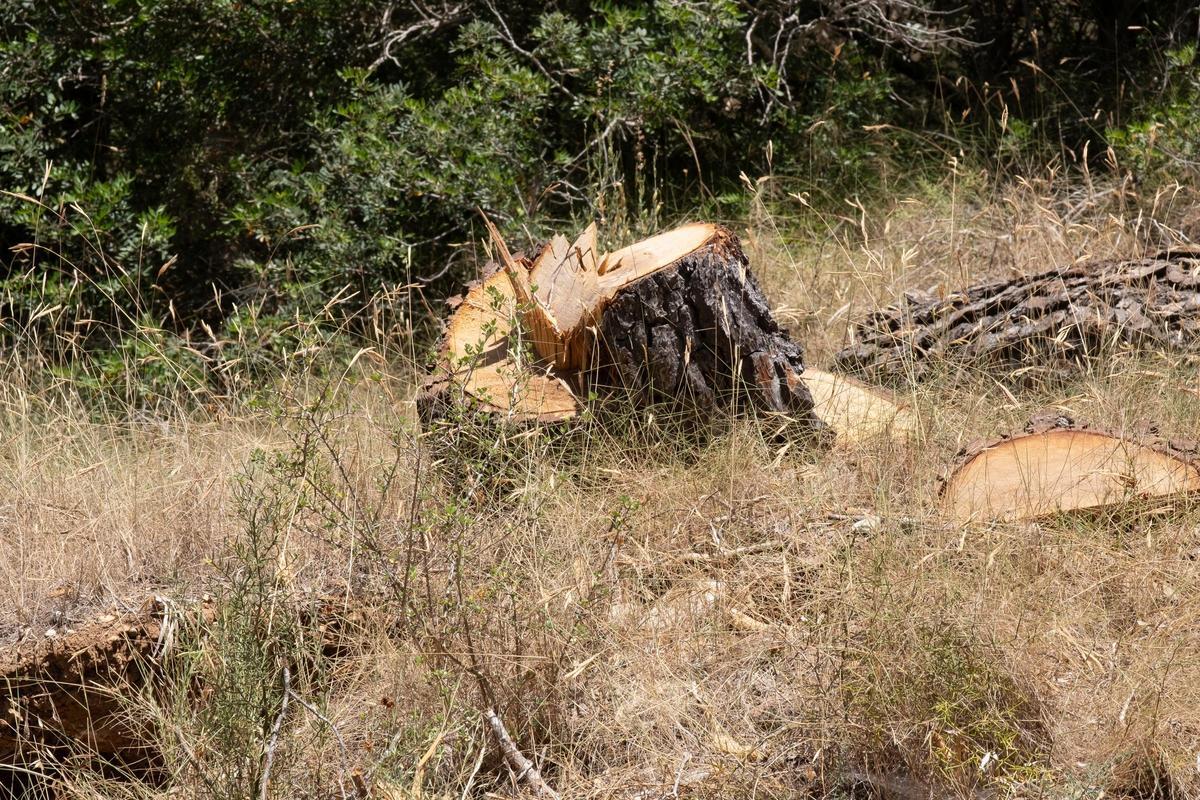 Las fotos de los pinos talados en Bellver que la dana Alice derribó hace ocho meses