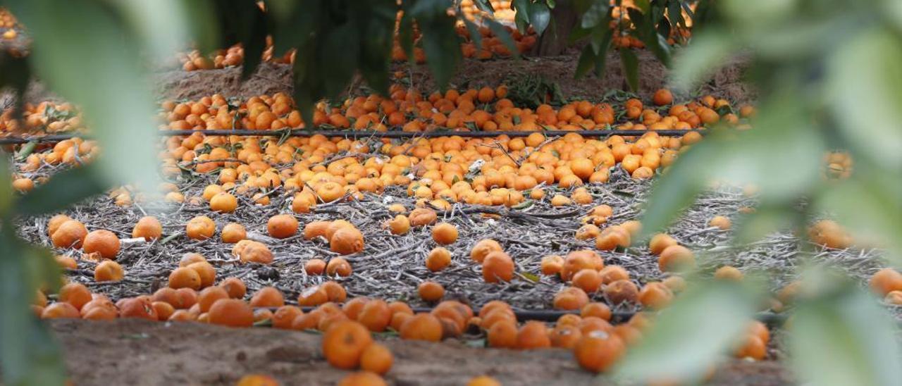 Los países competidores citrícolas de la C. Valenciana sacan partido al veto ruso