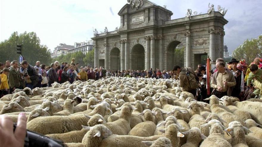 1.300 ovejas extremeñas cortan un año más el tráfico en Madrid