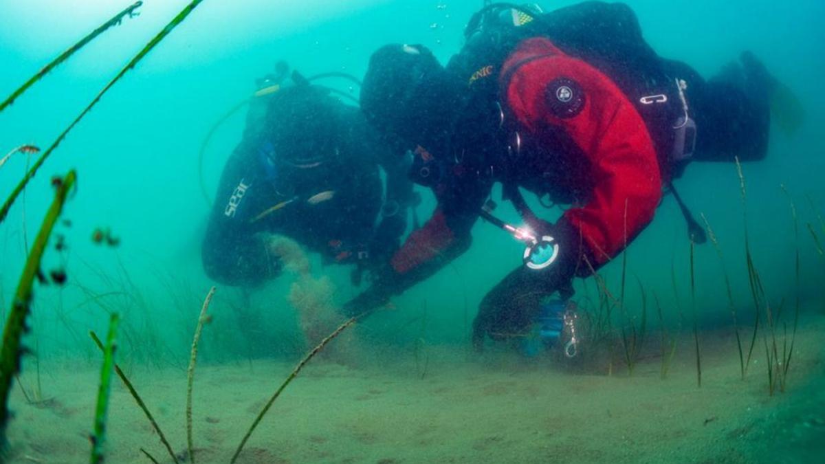 Submarinistes estudiant fanerògames marines. | ACN