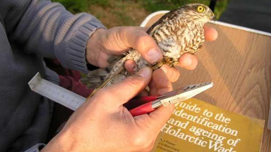 Anillamiento de aves en Cecebre realizado por Píllara.