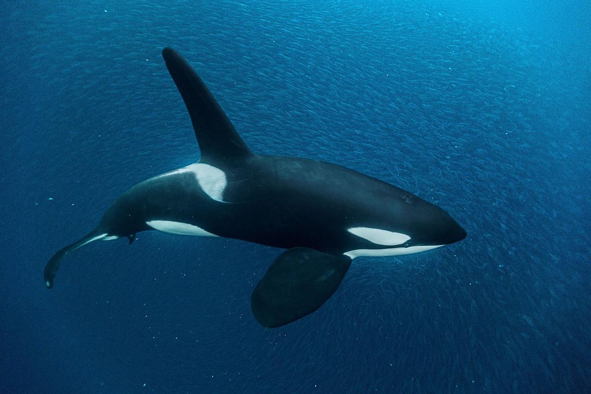 Una orca en el mar