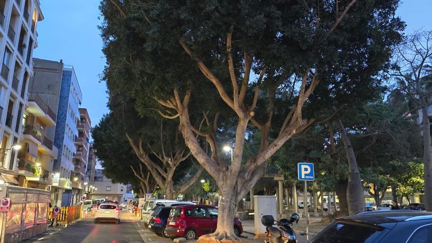 Algemesí poda los árboles de la plaza de la Ribera