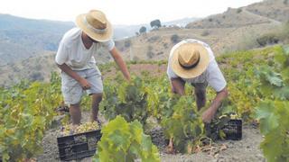 El vino de Málaga encara el reto de recuperar el nivel de ventas preCovid con el lastre de la sequía