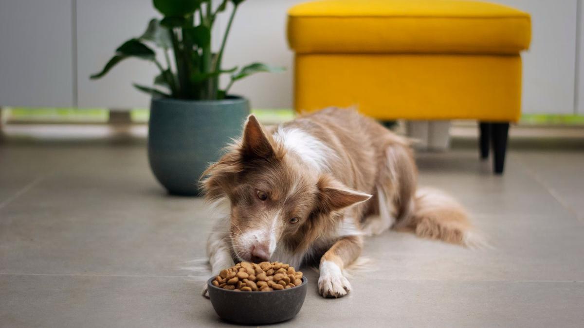 La alimentación de la mascota determina su estado de salud.