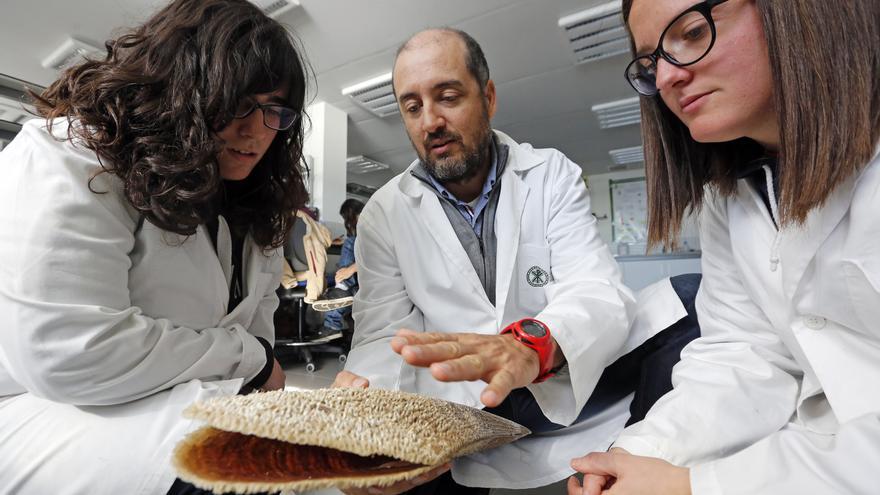 Nuevas titulaciones en la Universidad Católica de València