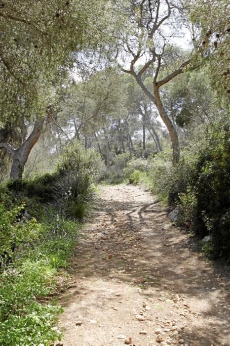 Der Naturpark Mondragó gehört zu den schönsten Ecken der Insel. Ein Besuch, jetzt, wo es noch nicht so voll ist.