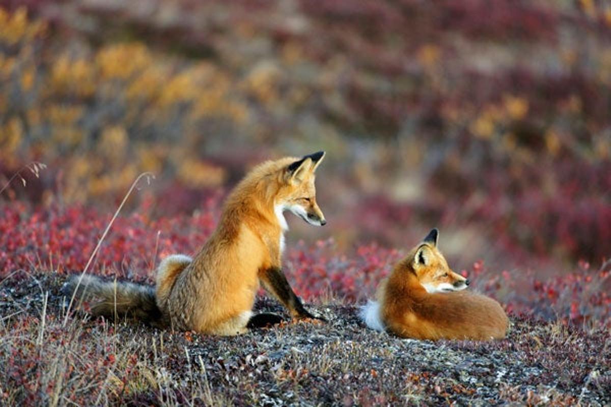 Zorros rojos en el Parque Nacional y Reserva Denali. Zorros rojos en el Parque Nacional y Reserva Denali.